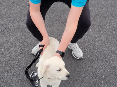 Male Golden Retriever puppy in Meath
