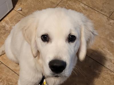 Male Golden Retriever puppy in Meath