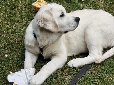 Male Golden Retriever puppy in Meath