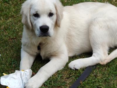 Male Golden Retriever puppy in Meath