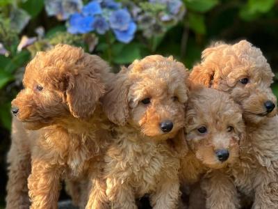 Miniature Poodle puppies in Wicklow 🐶