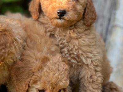 Miniature Poodle puppies in Wicklow 🐶