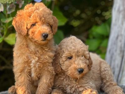 Miniature Poodle puppies in Wicklow 🐶