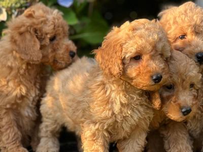 Miniature Poodle puppies in Wicklow 🐶