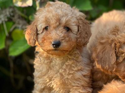 Miniature Poodle puppies in Wicklow 🐶