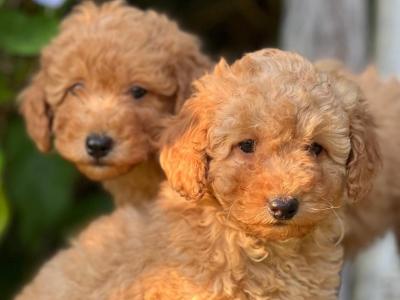 Miniature Poodle puppies in Wicklow 🐶