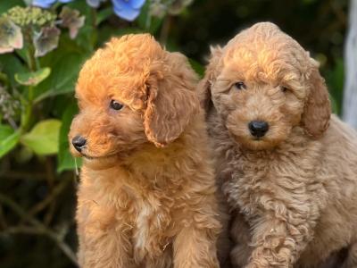 Miniature Poodle puppies in Wicklow 🐶