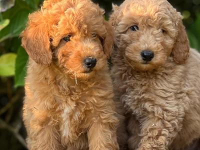 Miniature Poodle puppies in Wicklow 🐶