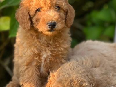 Miniature Poodle puppies in Wicklow 🐶