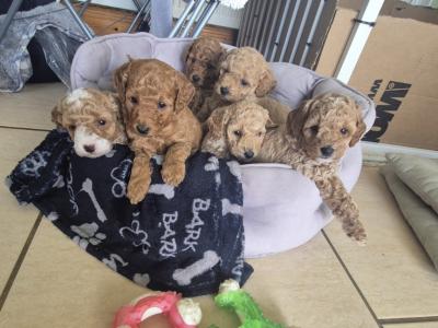 3 Beautiful Poochon puppies Remaining in Laois
