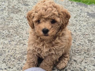 3 Beautiful Poochon puppies Remaining in Laois