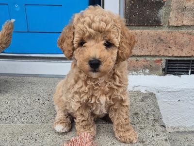 3 Beautiful Poochon puppies Remaining in Laois