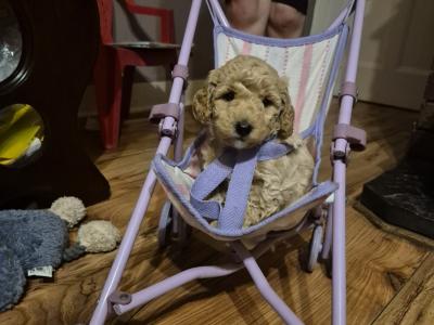 3 Beautiful Poochon puppies Remaining in Laois