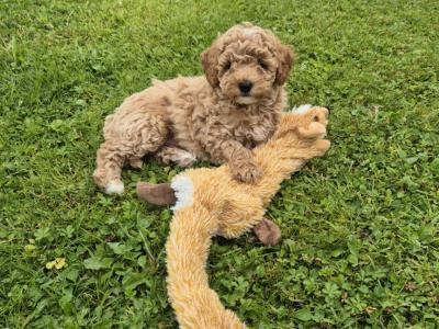 3 Beautiful Poochon puppies Remaining in Laois