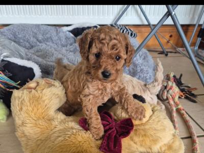 3 Beautiful Poochon puppies Remaining in Laois