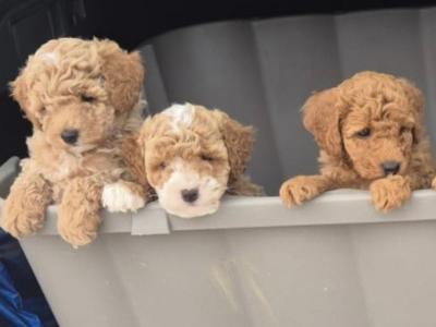 3 Beautiful Poochon puppies Remaining in Laois