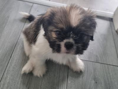 2 beautiful Purebreed Shih Tzu puppies - 1 male & 1 female in Kildare