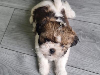 2 beautiful Purebreed Shih Tzu puppies - 1 male & 1 female in Kildare
