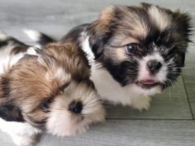 2 beautiful Purebreed Shih Tzu puppies - 1 male & 1 female in Kildare