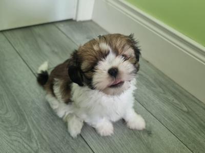 2 beautiful Purebreed Shih Tzu puppies - 1 male & 1 female in Kildare