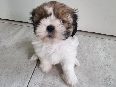 2 beautiful Purebreed Shih Tzu puppies - 1 male & 1 female in Kildare