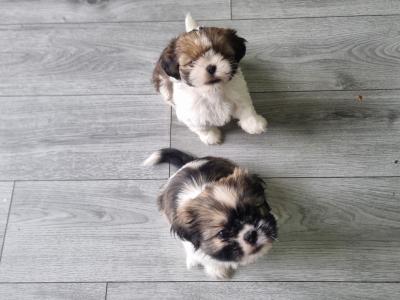 2 beautiful Purebreed Shih Tzu puppies - 1 male & 1 female in Kildare