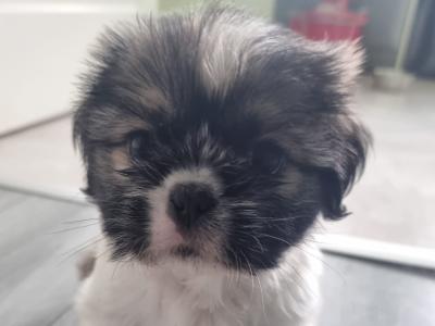 2 beautiful Purebreed Shih Tzu puppies - 1 male & 1 female in Kildare