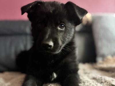Beautiful Straight Back purebred German Shepherd puppies in Laois