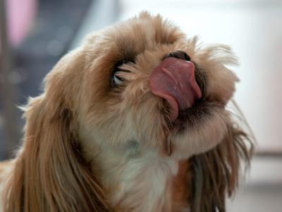 2 beautiful Purebreed Shih Tzu puppies - 1 male & 1 female in Kildare