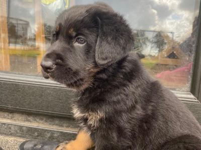 Bernese Mountain Dog x German Shepherd (Shepernese) puppies in Galway