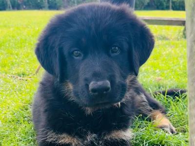 Bernese Mountain Dog x German Shepherd (Shepernese) puppies in Galway