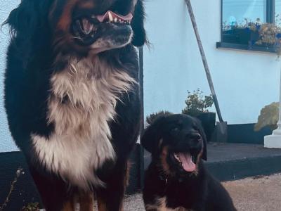 Bernese Mountain Dog x German Shepherd (Shepernese) puppies in Galway