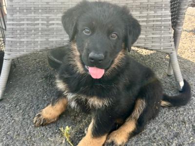Bernese Mountain Dog x German Shepherd (Shepernese) puppies in Galway