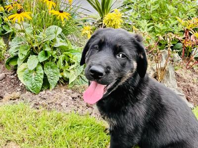 Bernese Mountain Dog x German Shepherd (Shepernese) puppies in Galway