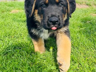 Bernese Mountain Dog x German Shepherd (Shepernese) puppies in Galway