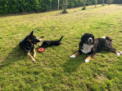 Bernese Mountain Dog x German Shepherd (Shepernese) puppies in Galway
