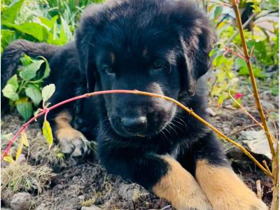 Bernese Mountain Dog x German Shepherd (Shepernese) puppies in Galway