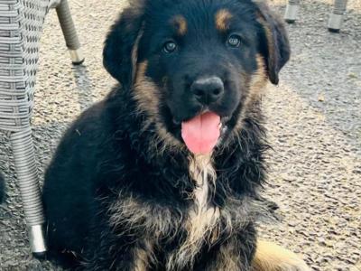 Bernese Mountain Dog x German Shepherd (Shepernese) puppies in Galway