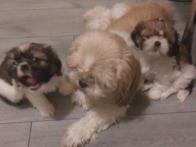 2 beautiful Purebreed Shih Tzu puppies - 1 male & 1 female in Kildare