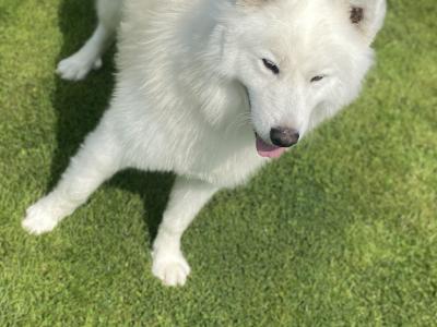 Harrison is a Lovable male Samoyed dog in Monaghan