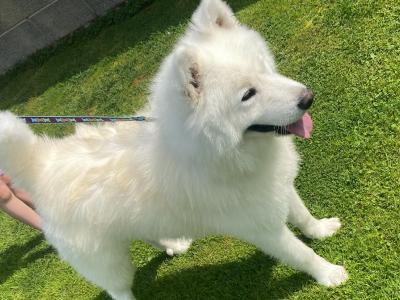 Harrison is a Lovable male Samoyed dog in Monaghan