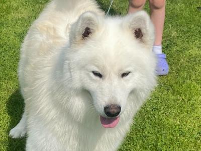 Harrison is a Lovable male Samoyed dog in Monaghan