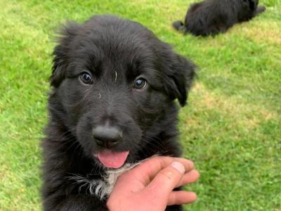 Springer Spaniel x German Shepherd puppies in Wexford