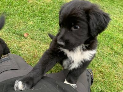 Springer Spaniel x German Shepherd puppies in Wexford