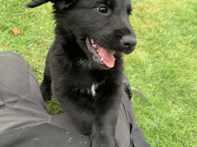 Springer Spaniel x German Shepherd puppies in Wexford