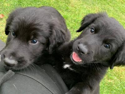 Springer Spaniel x German Shepherd puppies in Wexford
