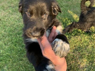 Springer Spaniel x German Shepherd puppies in Wexford