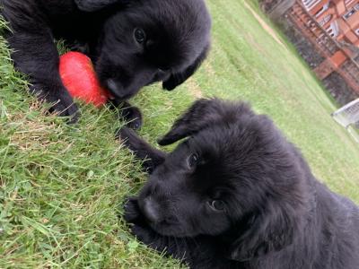 Springer Spaniel x German Shepherd puppies in Wexford