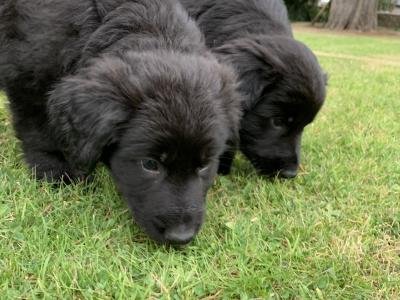 Springer Spaniel x German Shepherd puppies in Wexford