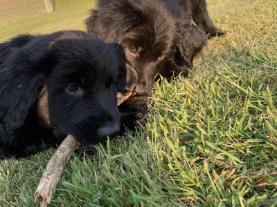 Springer Spaniel x German Shepherd puppies in Wexford